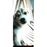 Wolf is the dog
