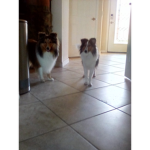Catand dog