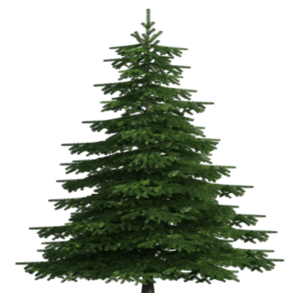 Transparent Pine Tree Roblox decal
