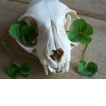 cloverz!