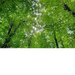 Lime Forest (Project)