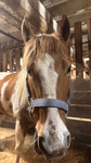 Horse club ww