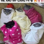 ifsddsfij