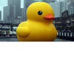 the pro ducks team