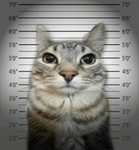 Cheri's prison