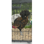 The Chicken Group :P