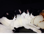 You can join me if you know me and if you love cat