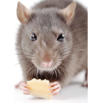 The forgotten rats