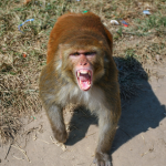 Angry Monkey's Community