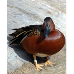 Thick ducks