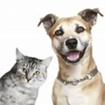 BuddyDogs