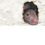 United Nation Of Rat People