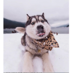 Cloud Huskies