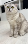 MeowStudios <3