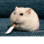 Fkgkg
