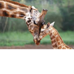 The Giraffe Gang