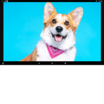 Rylan is CORGI Fan Group