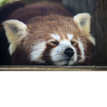 I like red panda's