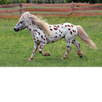 Amy horse crazy