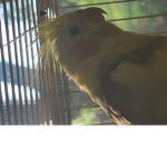 I like birds:)