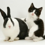 Bunnies And Kittens