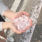 sakuraika