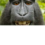 Monkeys United >:(