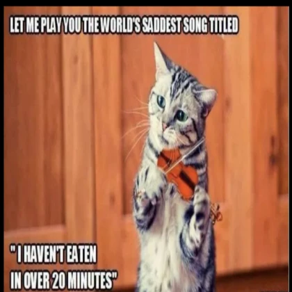cat meme
