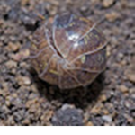 The Roly-poly Devs