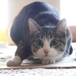 The most Cat-Tastick group
