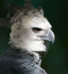 The Unrisen Eagles