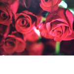 Roses fan club!<3