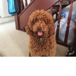 The Cockapoo club