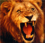 king of lions