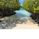 Trading time in wild horse Islands