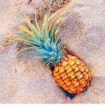 The Pineapplez Group