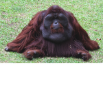 The Ape And Monkey Army