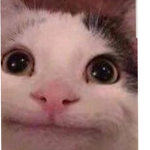 Sussy cat group