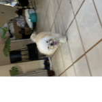 The cats and dogs anyone can join