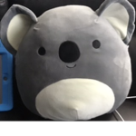 Panda vs koala