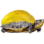 Banurtles Fans Group