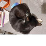 Purry animals