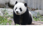 Soft paws: a panda clothing gruop!