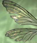 -dragonflies-