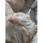 Hannah’s kitties