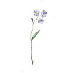 •Dainty Bloom•