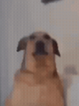 please help me my dog died
