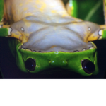 •Froggies•