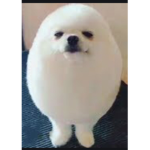 Offical egg dog fan group!