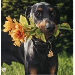 Dobermans frfr